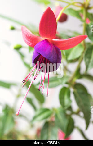 Closeup view of the colorful fuchsia flower. View from below ...