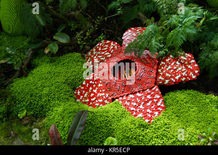 Corpse flower was made of interlocking plastic bricks toy. Scientific name is Rafflesia kerrii, Rafflesia arnoldii, Stinking corpse flower. The largest flower in the world. Stock Photo