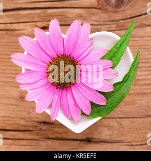 homeopathy and cooking with medicinal herbs,echinacea Stock Photo