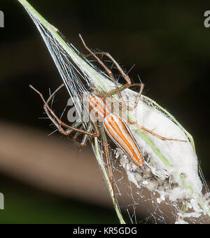 Lynx Spider (Oxyopes macilentus) guarding its eggs sac, Mt Carbine, Atherton Tablelands, Far North Queensland, FNQ, QLD, Australia Stock Photo