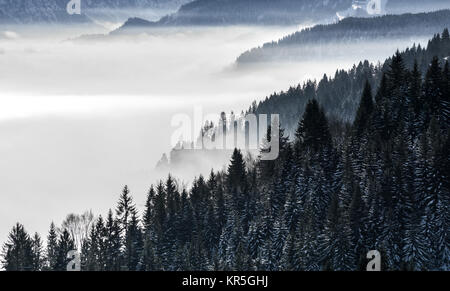 Forested mountain slope in low lying valley fog with silhouettes of evergreen conifers shrouded in mist. Scenic snowy winter landscape in Alps, Bavaria, Germany. Stock Photo