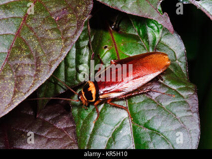 Australian Cockroach (Periplaneta australasiae), Cairns, Far North Queensland, FNQ, QLD, Australia Stock Photo