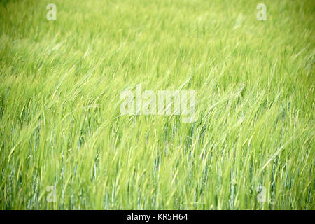 Die frischen und grünen Getreideähren und Grannen von Gerste auf einem Feld wiegen sich im Wind. Stock Photo
