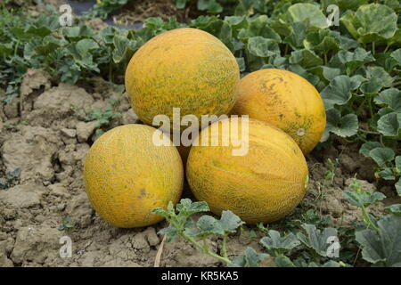 Melons, plucked from the garden, lay together on the ground Stock Photo