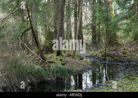 coniferous stand in morning Stock Photo
