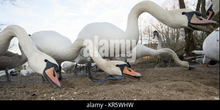 Berlin, Germany. 18th Dec, 2017. Swans enjoy their midday meal at the river Havel in Berlin, Germany, 18 December 2017. Credit: Paul Zinken/dpa/Alamy Live News Stock Photo