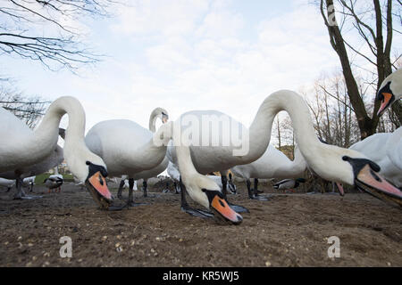 Berlin, Germany. 18th Dec, 2017. Swans enjoy their midday meal at the river Havel in Berlin, Germany, 18 December 2017. Credit: Paul Zinken/dpa/Alamy Live News Stock Photo
