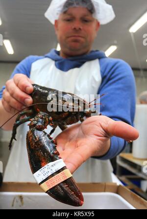 Beijing, Canada. 24th May, 2017. A worker shows a live lobster with an official quality program rubber band in Chinese at a workshop of Nautical Seafoods Ltd. in Annapolis Royal, Nova Scotia, Canada, May 24, 2017. In recent years, a number of China's technological innovations have been making their moves in the world. Among them, Dockless Shared Bicycles, High-speed Rail, Alipay and E-commerce stand out with a reputation of China's 'four great new inventions' in modern times, which have made the daily life of the public more and more convenient. Credit: Zou Zheng/Xinhua/Alamy Live News Stock Photo