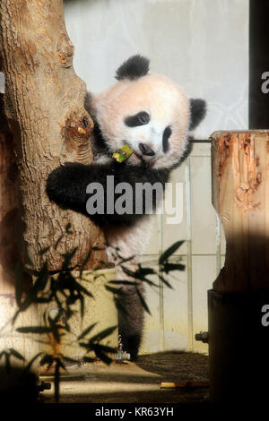 Tokyo. 19th Dec, 2017. Giant panda cub Xiang Xiang plays at Tokyo's Ueno Zoological Gardens, Japan, Dec. 18, 2017. A ceremony was held on Monday at Tokyo's Ueno Zoological Gardens to mark the upcoming public debut of giant panda cub Xiang Xiang. Credit: Xinhua/Alamy Live News Stock Photo