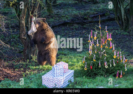 Whipsnade, UK. 19th Dec, 2017. The three young European brown bear sisters, named Snövit, Askungen and Törnrosa, who recently arrived from Kolmarden Zoo in Sweden, discover festive surprises during the annual Christmas photocall at ZSL Whipsnade Zoo. Christmas surprises included fish hidden inside beautifully wrapped gifts and Christmas tree baubles made of colourful peppers, pineapple rings and slices of orange. Credit: Mark Kerrison/Alamy Live News Stock Photo