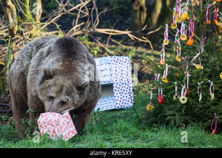 Whipsnade, UK. 19th Dec, 2017. The three young European brown bear sisters, named Snövit, Askungen and Törnrosa, who recently arrived from Kolmarden Zoo in Sweden, discover festive surprises during the annual Christmas photocall at ZSL Whipsnade Zoo. Christmas surprises included fish hidden inside beautifully wrapped gifts and Christmas tree baubles made of colourful peppers, pineapple rings and slices of orange. Credit: Mark Kerrison/Alamy Live News Stock Photo