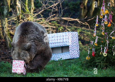 Whipsnade, UK. 19th December, 2017. The three young European brown bear sisters, named Snövit, Askungen and Törnrosa, who recently arrived from Kolmarden Zoo in Sweden, discover festive surprises during the annual Christmas photocall at ZSL Whipsnade Zoo. Christmas surprises included fish hidden inside beautifully wrapped gifts and Christmas tree baubles made of colourful peppers, pineapple rings and slices of orange. Credit: Mark Kerrison/Alamy Live News Stock Photo