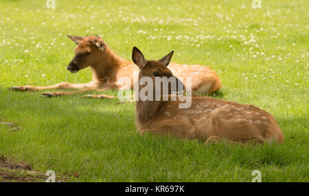 Newborn Elk Fawn Calf Yearling Wild Animal Wildlife Stock Photo