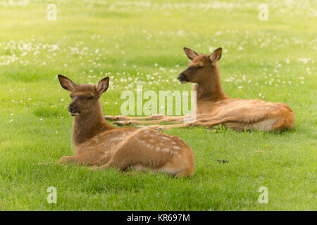 Newborn Elk Fawn Calf Yearling Wild Animal Wildlife Stock Photo