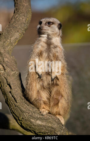 One Meerkat is standing, (Suricata suricatta), Stock Photo