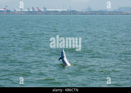 Indo-Pacific Humpback Dolphin / Chinese White Dolphin / Pink Dolphin (Sousa Chinensis) in the waters of Hong Kong, facing many threats Stock Photo