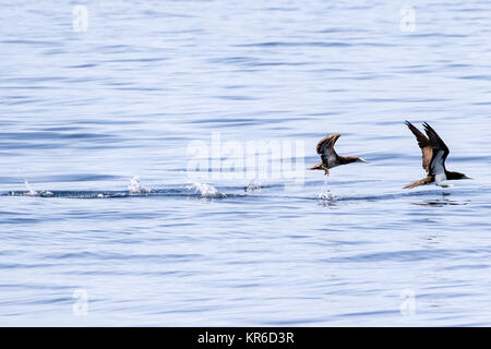 Brown Booby (Sula leucogaster) taking off Stock Photo