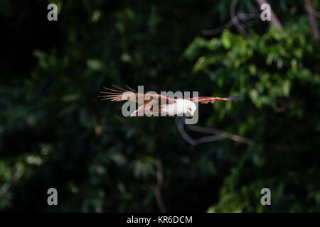 Brahminy Kite (Haliastur indus) or Red-backed Sea Eagle flying near Mary Island of the Solomon Islands Stock Photo
