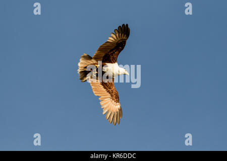 Brahminy Kite (Haliastur indus) or Red-backed Sea Eagle flying near Mary Island of the Solomon Islands Stock Photo