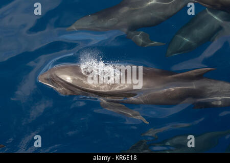 Melon-headed Whale or Melon-headed Dolphin (Peponocephala electra) coming close to the boat in a large pod, mixed with Fraser's & Spotted Dolphin Stock Photo