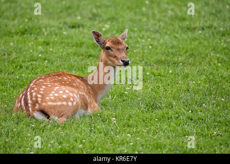 Fallow deer resting in a clearing Stock Photo