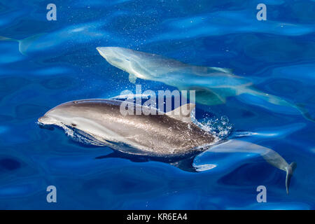Fraser's dolphin (Lagenodelphis hosei) or the Sarawak dolphin getting close to the boat in large group Stock Photo