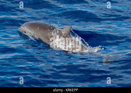 Fraser's dolphin (Lagenodelphis hosei) or the Sarawak dolphin getting close to the boat in large group Stock Photo