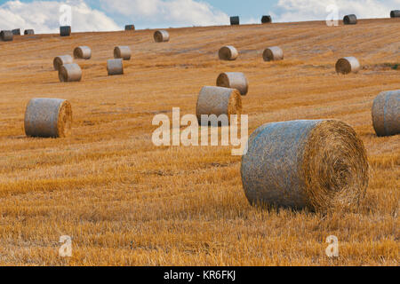 harvested field with straw bales in summer Stock Photo