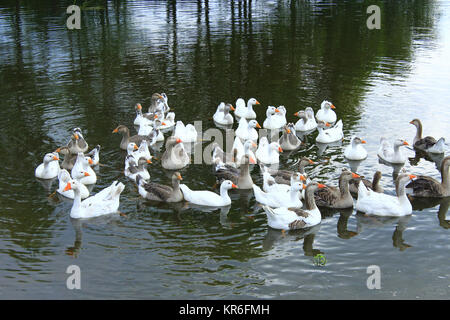 flight of domestic geese swimming on the river Stock Photo