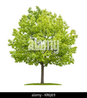 american oak in front of white background Stock Photo