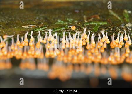 Orange slime mold, Trichia decipiens Stock Photo