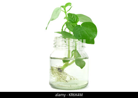 Pepper elder in glass bottle, on white background Stock Photo