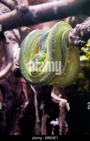 Green tree python (Morelia viridis) resting on a tree Stock Photo