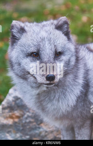 The Arctic fox (Vulpes lagopus), also known as the white fox, polar fox or snow fox Stock Photo