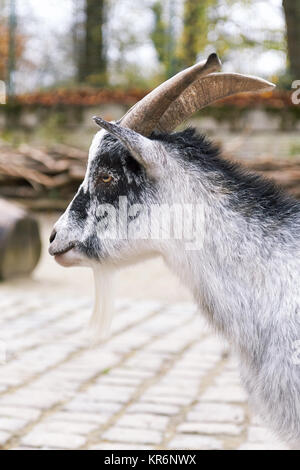 Portrait of a West African Dwarf goat (Capra aegagrus hircus) Stock Photo