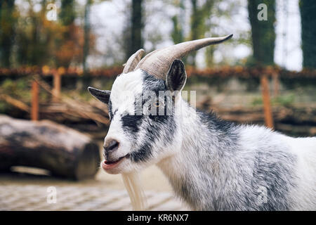 Portrait of a West African Dwarf goat (Capra aegagrus hircus) Stock Photo