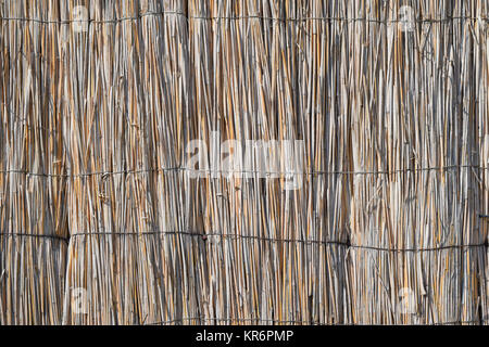The wall of the reed stalks Stock Photo