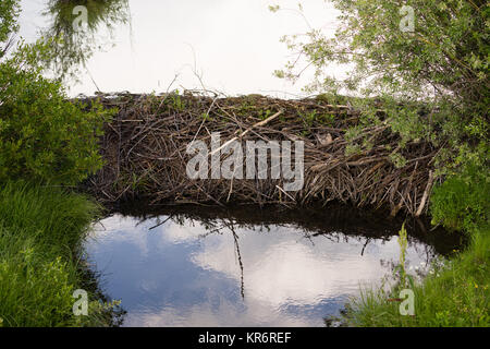 Beaver Dam Wild Animal Lodge Lake Rocky Mountains Stock Photo