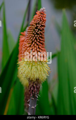 Red hot poker plant.  Kniphofia caulescens 'John May'. Stock Photo