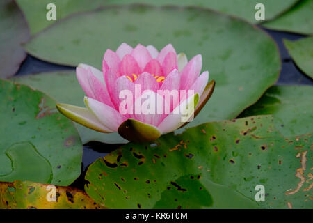 Water lily, Nymphaea candida. Stock Photo