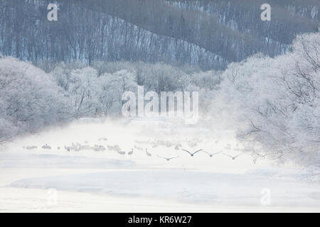Flock of Red-Crowned Cranes (Grus japonensis) in woodland in winter. Stock Photo