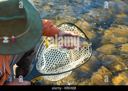 High angle view of fisherman taking freshly caught trout out of fishing net.