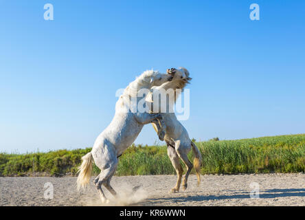 Two white stallions rearing and fighting. Stock Photo