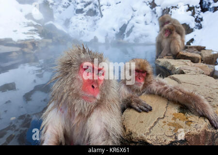 Japanese Macaque (Macaca fuscata) in the winter snow, Joshin-etsu National Park, Honshu, Japan. Stock Photo