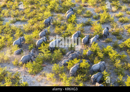 Aerial view of herd of African Elephants walking through the bush in lush delta. Stock Photo