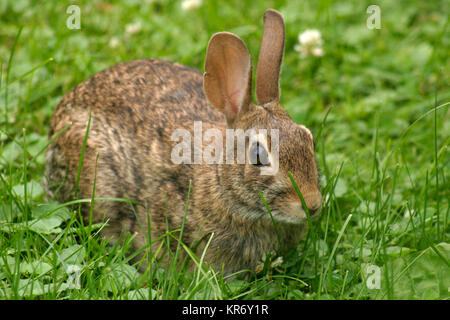 Small brown rabbit, United States Stock Photo