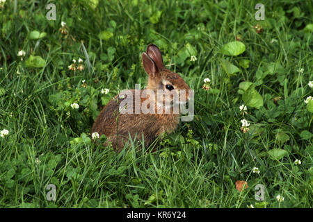 Small brown rabbit, United States Stock Photo