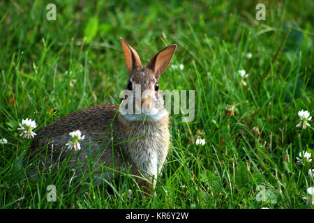 Pennsylvania, USA. Brown wild rabbit feeding on clover. Stock Photo