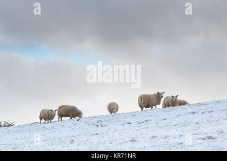 Sheep in the snow in the cotswold countryside. Cotswolds, Gloucestershire, England Stock Photo