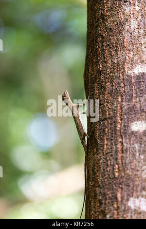 Flying lizard at Tangkoko national park, Sulawesi, Indonesia Stock Photo